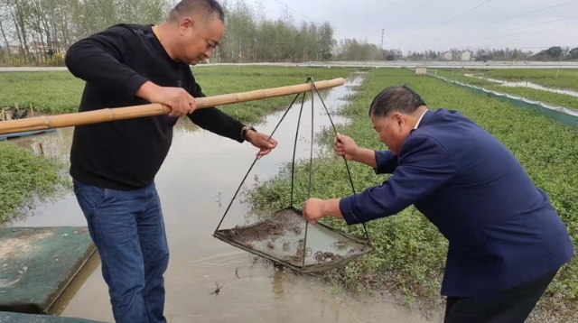 扣蟹順“市”爬  “鏈”就真功夫｜啟東寅陽(yáng)3萬(wàn)畝蟹塘在“六變”中煥發(fā)生機(jī)